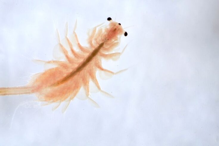 How to Aerate a Sea Monkey Tank - Fur, Wings, & Scaly Things
