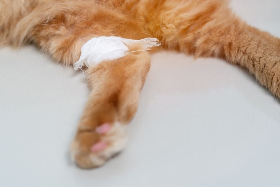 A Cat with an Injured Back Leg