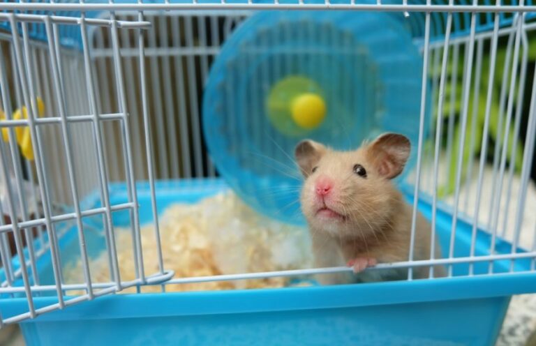 Hamster Peeking Out of Cage With Wheel in the Background