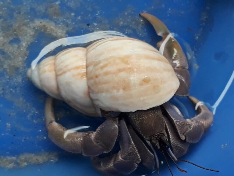 Hermit Crab Taking a Bath in a Blue Dish