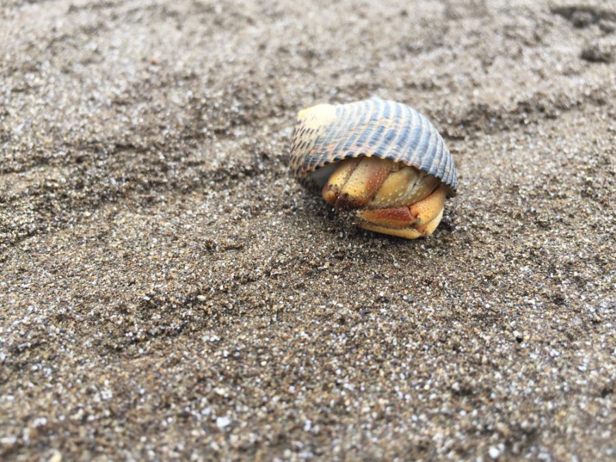 Hermit Crab With Blue Shell Curled Up on Sand