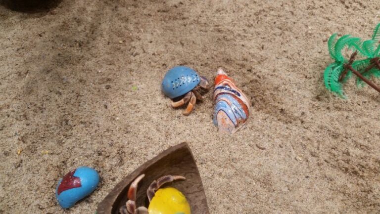 Hermit Crab in the Sand Surrounded by Shells and Decor in a Tank