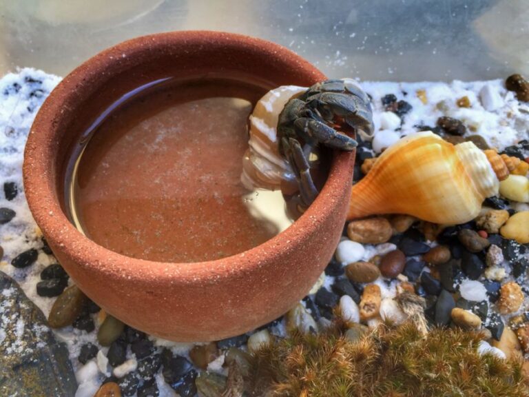 Land Hermit Crab Climbing Out of a Bowl of Water