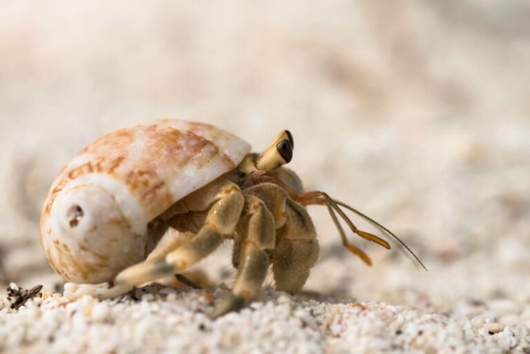 Light-Colored Hermit Crab Walking Across the Sand
