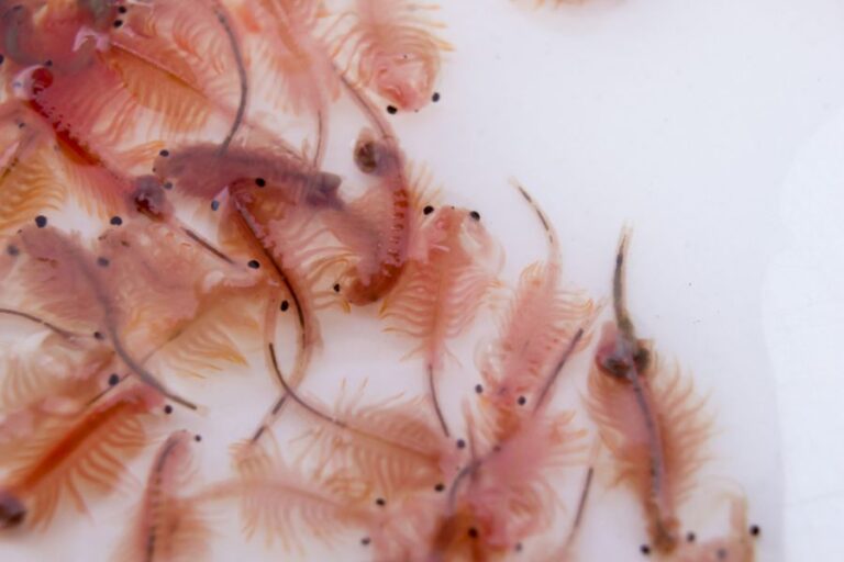Many Artemia, Sea Monkeys, Closeup on a White Background