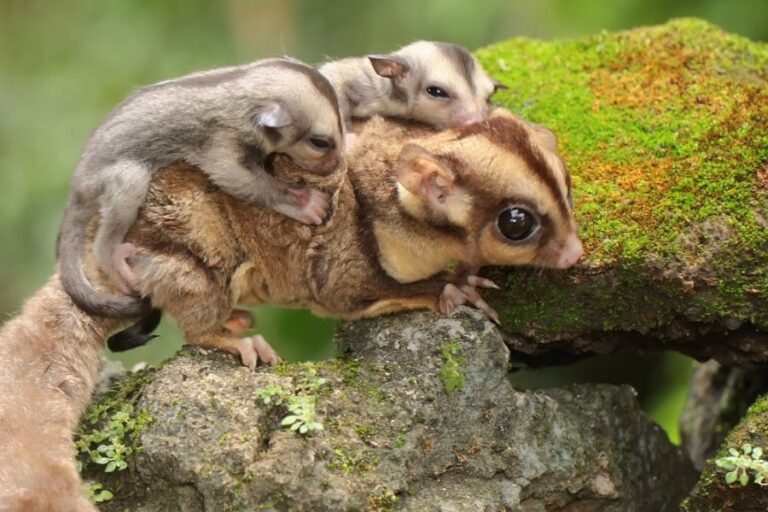 Mother Sugar Glider Carrying Two Babies
