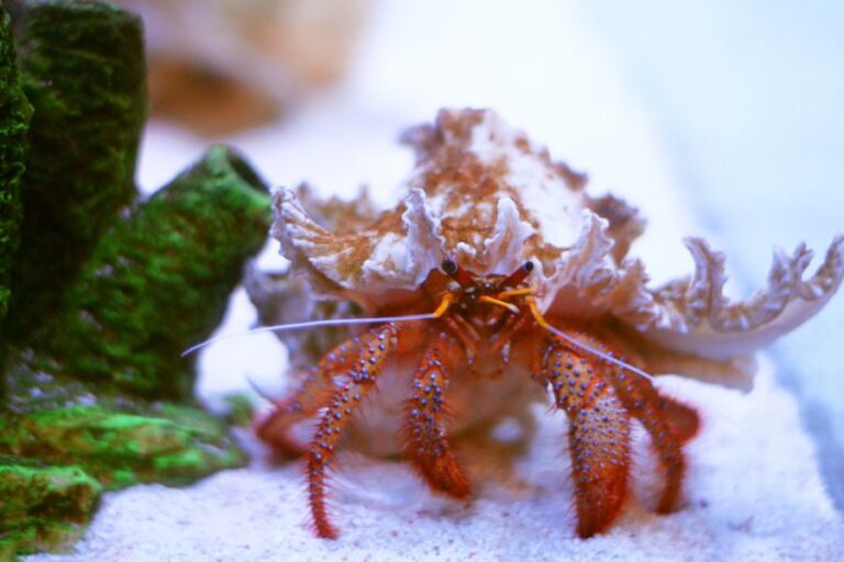 Paguristes Hermit Crab on Sand Looking at the Camera
