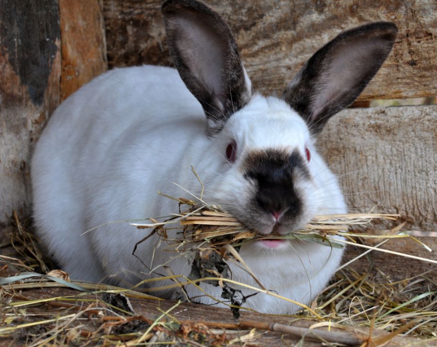 Pregnant Female Rabbit Eating Hay in Her Hutch