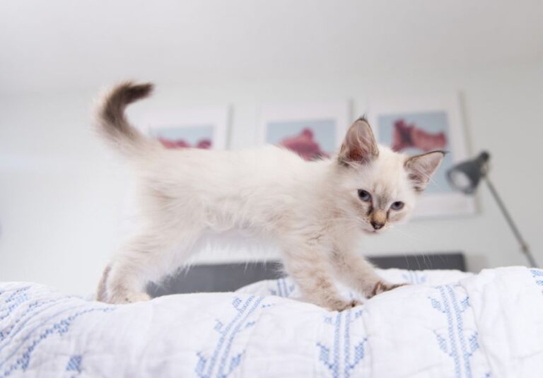 Small Kitten Kneading a Blanket