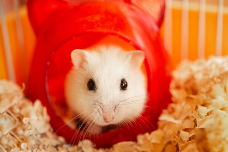 Small, White Hamster Peeking Out of Tube