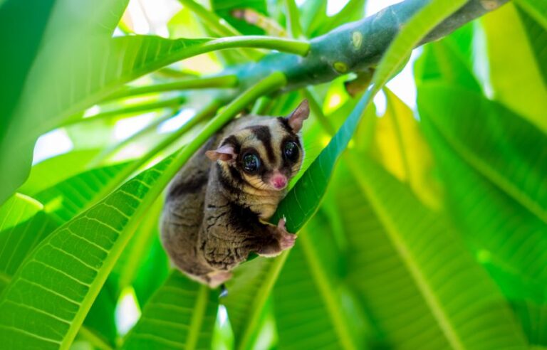 Sugar Glider Climbing Leaves of a Plant