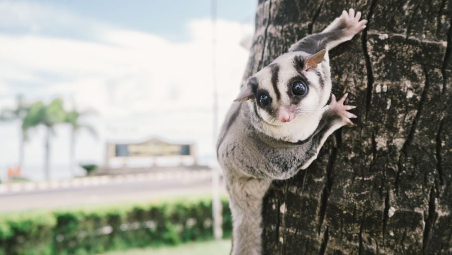 Sugar Glider Hanging on the Side of a Tree