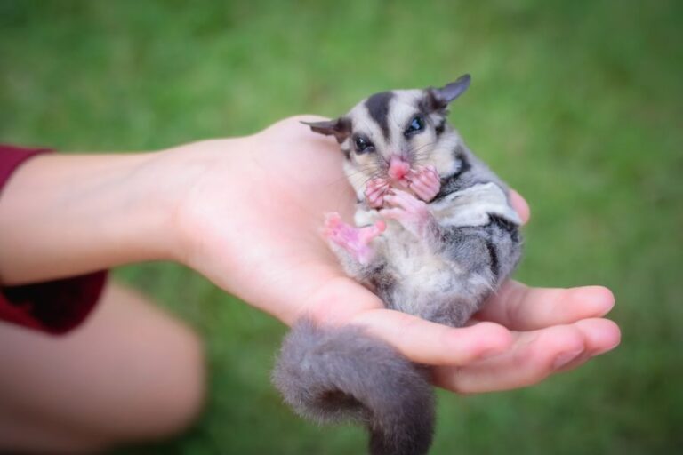 Sugar Glider Laying in Woman's Hand While Outside