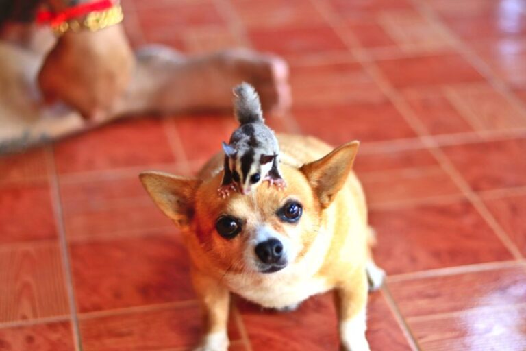 Sugar Glider Sitting on the Head of a Chihuahua