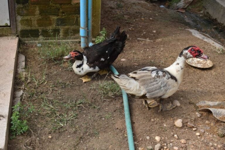 Two Large Aggressive Muscovy Ducks in Their Owner's Front Yard