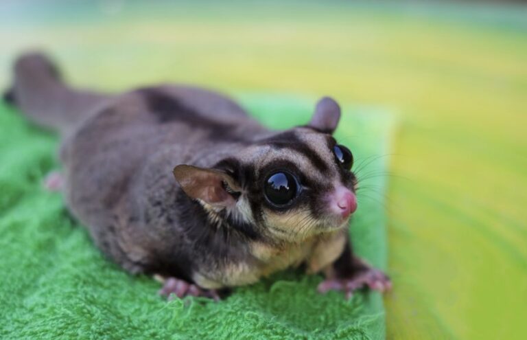 Chunky Sugar Glider Laying on a Green Washcloth