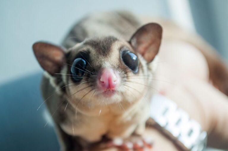 Closeup of a Sugar Glider on the Arm of Its Owner