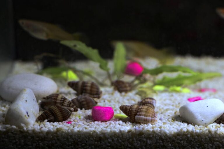 Hermit Crab Tank With Many Shells and Plants