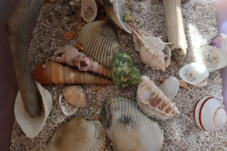 Many Different Shells for a Hermit Crab to Choose From
