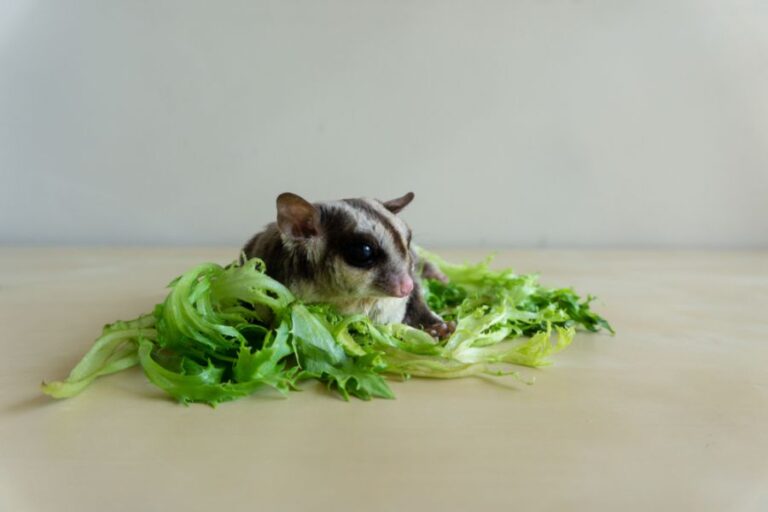 Sugar Glider Eating Lettuce on Table