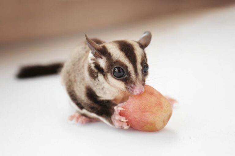 Sugar Glider Eating a Grape