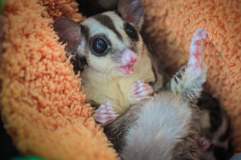 Sugar Glider Laying in an Orange Towel With Its Mouth Open