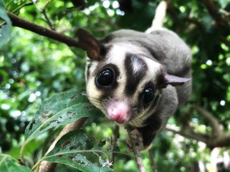 Sugar Glider Looking at Camera From Tree Branch
