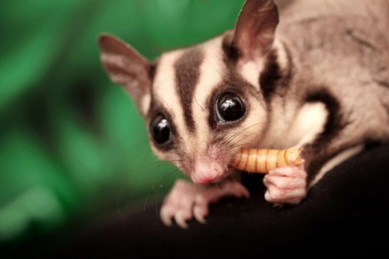 Sugar Glider Looking at the Camera and Eating a Hornworm