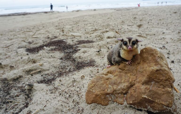 Sugar Glider Resting on a Rock at the Beach