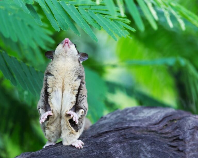 Sugar Glider Standing on Branch Stretching Up to Leaves