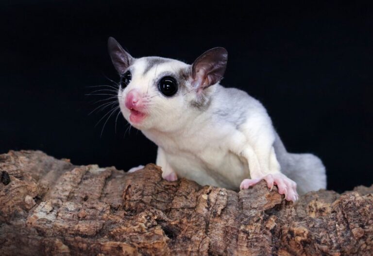 Sugar Glider on Branch at Night With Mouth Open