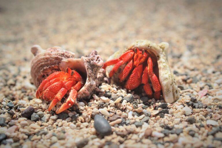 Two Hermit Crabs on Andaman Sea Beach