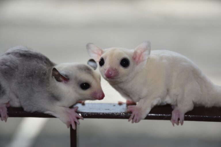 Two Sugar Gliders Outside Together