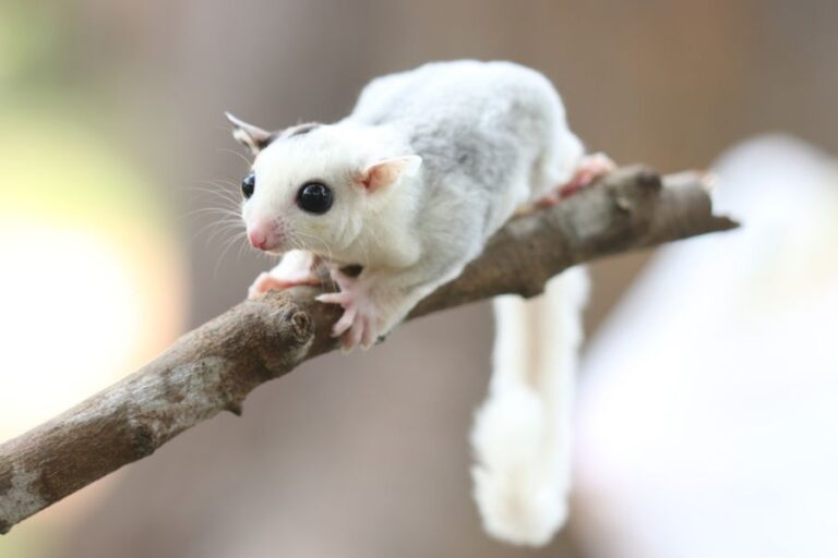 White Sugar Glider on a Branch