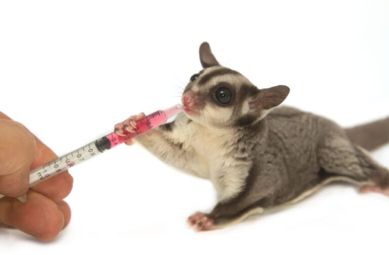 Young Sugar Glider Being Given Medicine