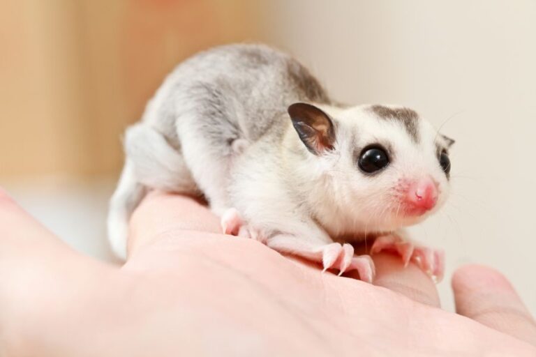 Young Sugar Glider Resting in a Hand