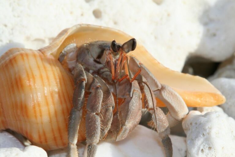 Closeup of a Hermit Crab Resting on White Rocks