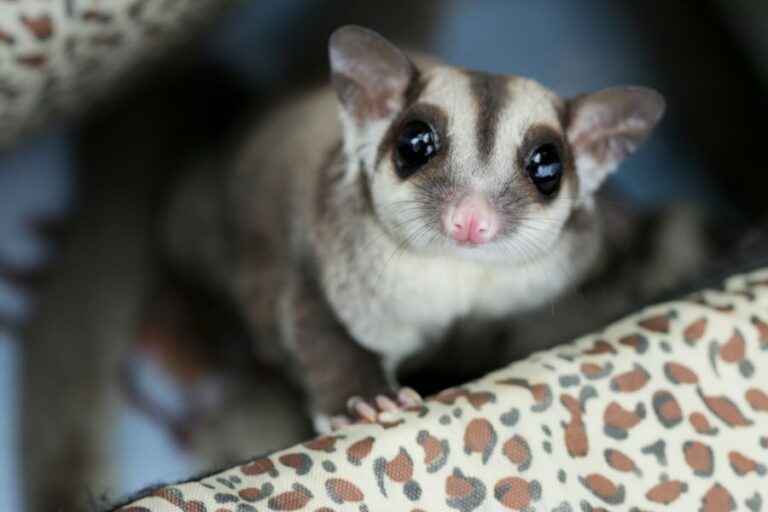 Closeup of a Sugar Glider in a Leopard Print Bag