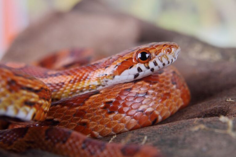 Closeup of the Face of a Corn Snake