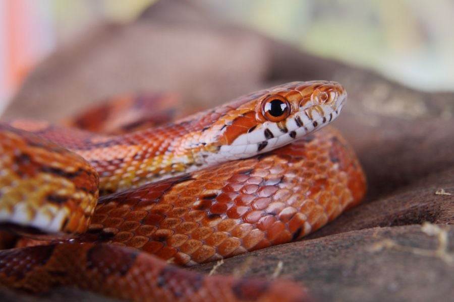 How Fast Can The Most Venomous Snake Kill You