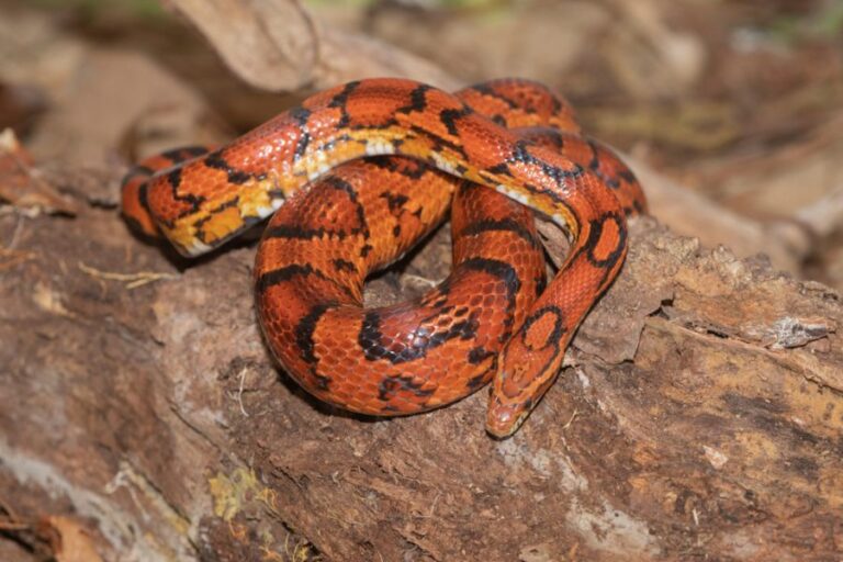 Corn Snake Laying on a Large Log