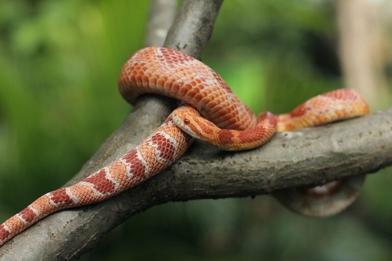 Corn Snake Resting on a Branch
