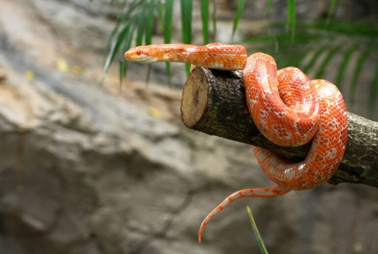 Corn Snake Wrapped Around a Branch