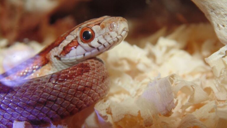 Corn Snake's Face in a Terrarium