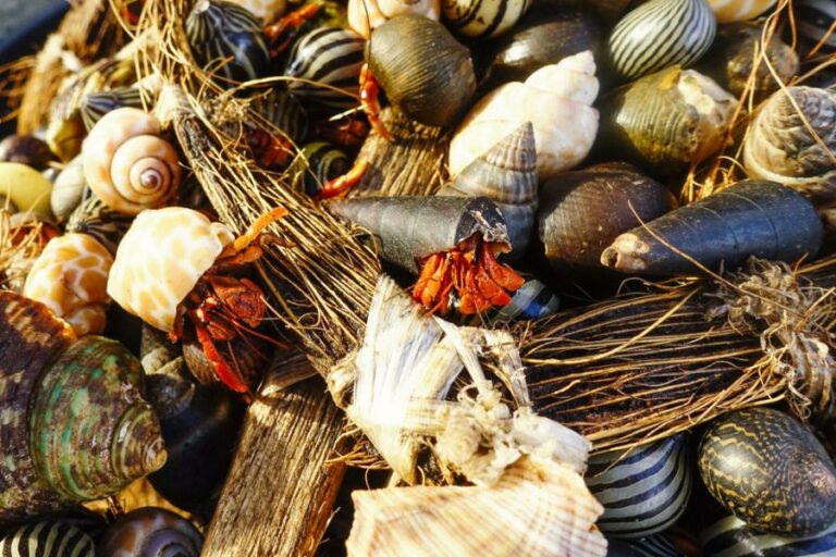 Group of Hermit Crabs With Various Shells Surrounding Them