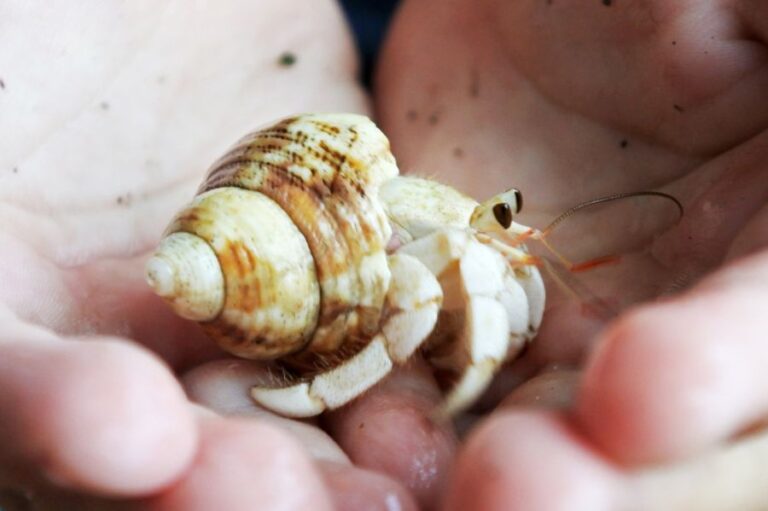 Light-Colored Hermit Crab in a Child's Hands