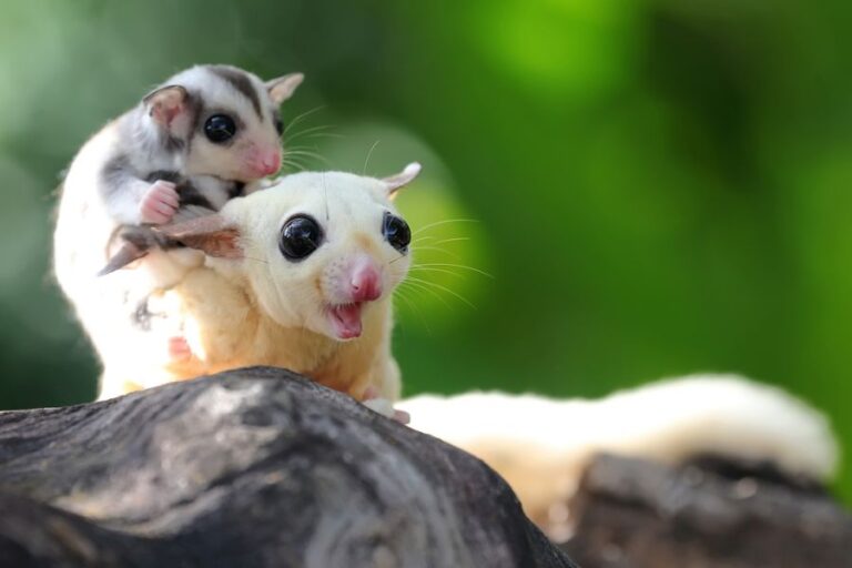 Mother Sugar Glider With Mouth Open and Babies on Her Back