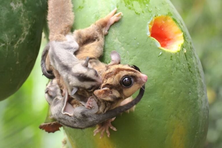 Sugar Glider Carrying Two Babies While Searching for Food