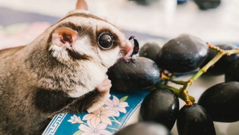 Sugar Glider Eating Grapes Off of a Plate
