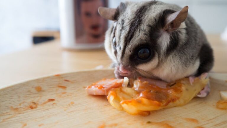 Sugar Glider Eating a Piece of Pizza